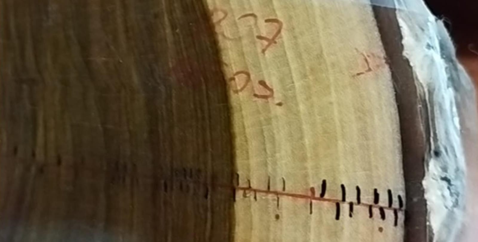 Anillos de crecimientos de una muestra de guayacán