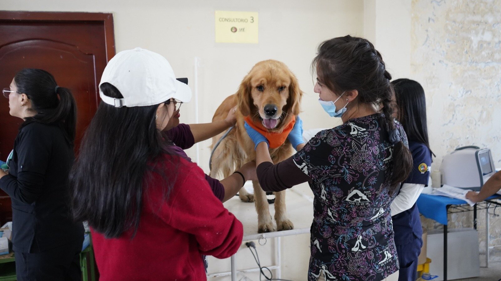 JornadasPerrosYGatos 2