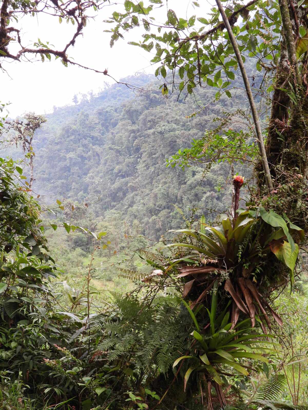 InvestigaciónHerbario 4