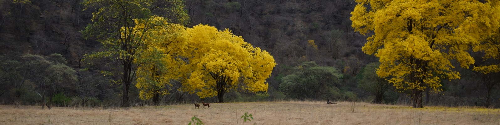 Maestría en Biodiversidad y Cambio climático