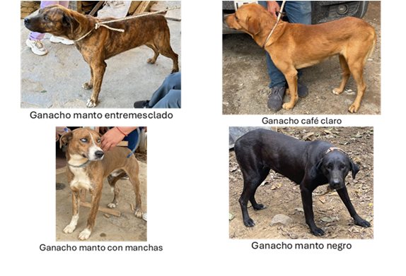 Color de pelajes de los perros ganachos