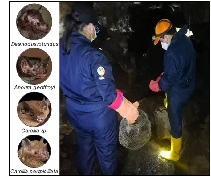 Trabajo de campo de muestreo junto a la colaboración de especialistas de Agrocalidad