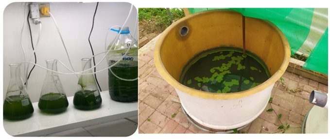| Producción de microalgas en laboratorio y escala prototipo 100 Litros