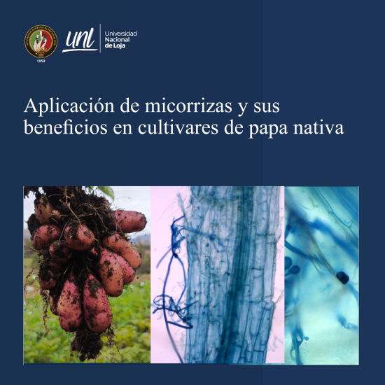 Portada de la Universidad Nacional de Loja sobre la aplicación de micorrizas y sus beneficios en cultivares de papa nativa, mostrando la cosecha de tubérculos rosados y dos imágenes microscópicas de raíces colonizadas por hongos micorrízicos.