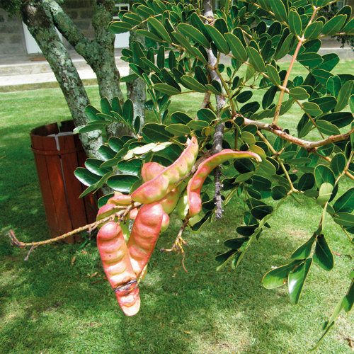 Caracterización, manejo e industrialización de Caesalpinia spinosa en la provincia de Loja