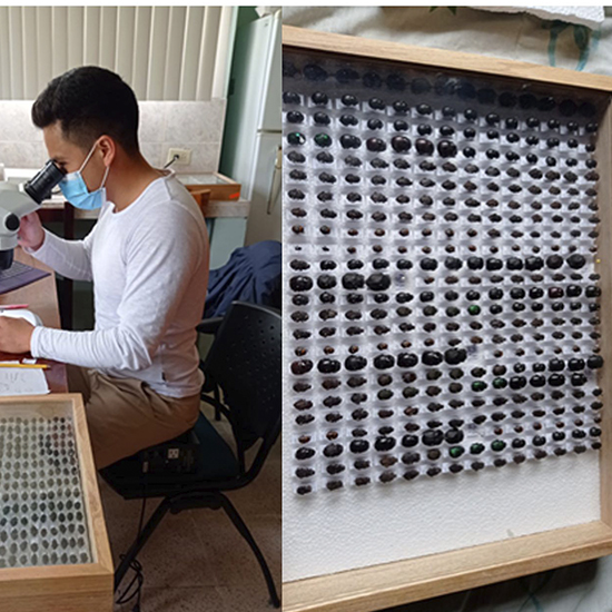 escarabajos recicladores