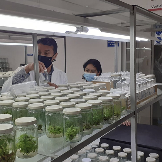 Procesos biotecnológicos - cinchona