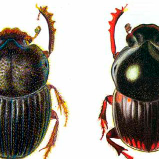 Diversidad y composición de la comunidad microbiana del suelo y de escarabajos estercoleros (Coleoptera: Scarabaeinae) en un gradiente paisajistico en bosques montanos del Sur del Ecuador. 