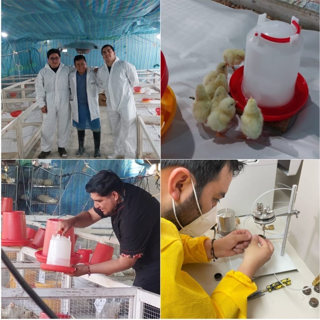 Evaluación de aceites esenciales de especies utilizadas en la etnoveterinaria en el sur del Ecuador como aditivo para sustituir el uso de antibióticos promotores de crecimiento en pollos de carne.