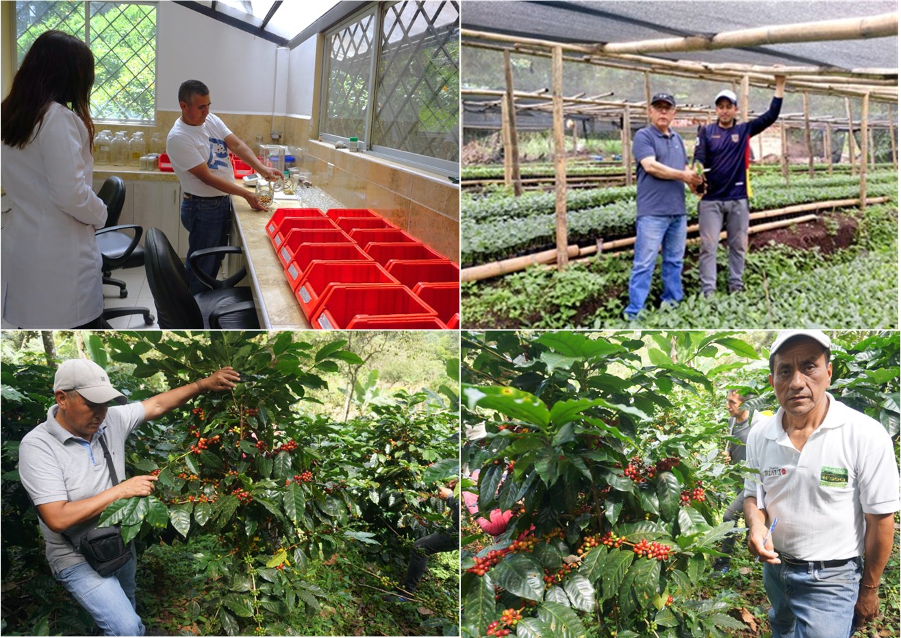 Validación de variedades de café arábigo de alto valor genético en la provincia de Loja