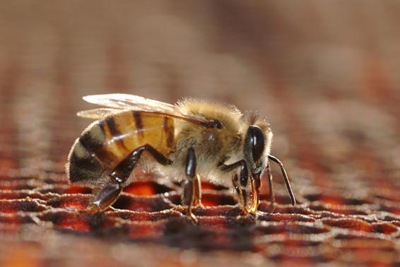 Recorrido de Observación a la producción apícola