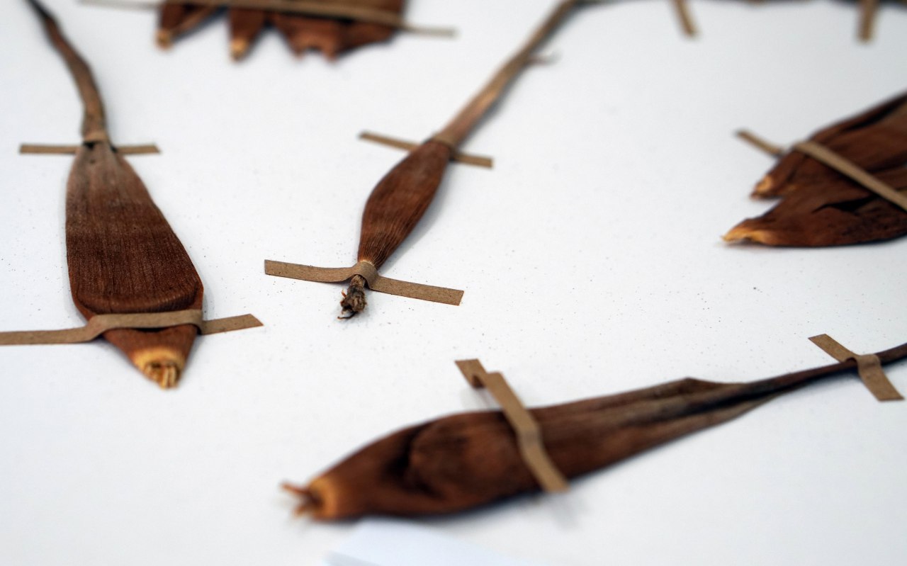 Descubren nueva especie de Racinaea (BROMELIACEAE) para el Ecuador