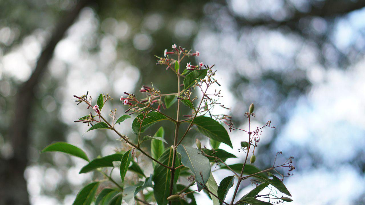 Investigación científica internacional con sello UNL
