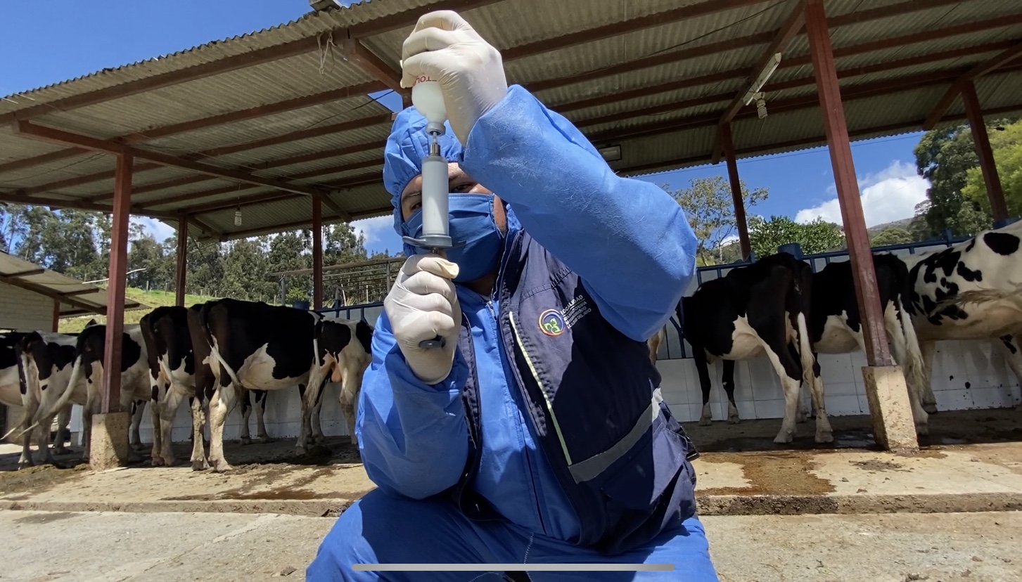 En Quinta Punzara de la UNL inició vacunación contra la Fiebre Aftosa