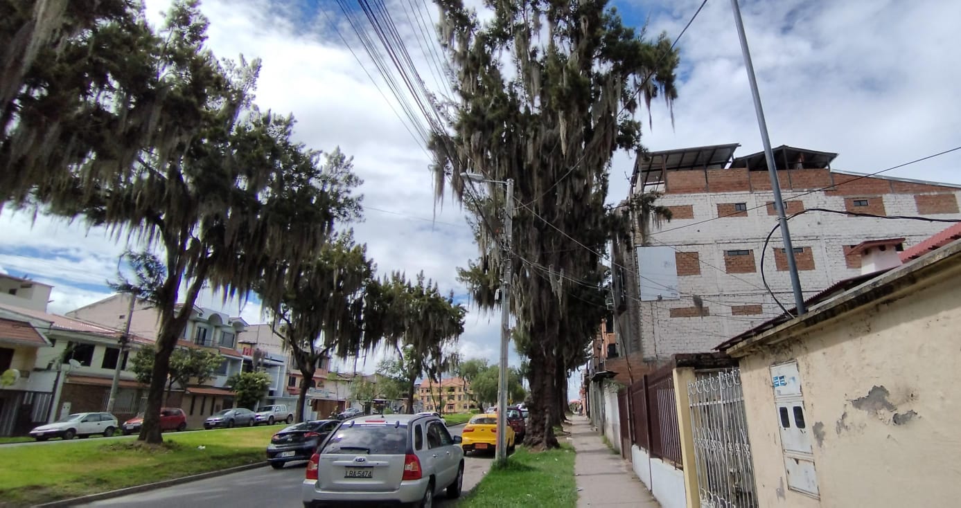 Proyecto de arbolado urbano de la UNL