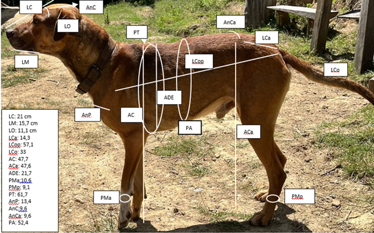 Medidas morfométrica del perro Ganacho.