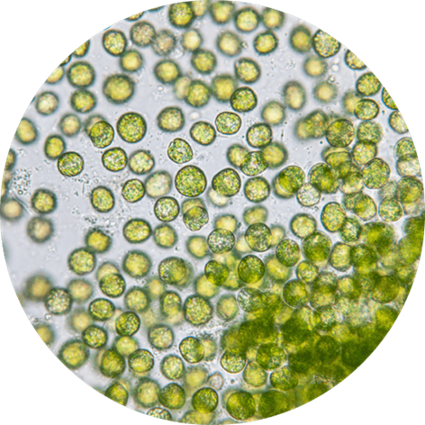 Chlorella sp, lente de visualización 40X