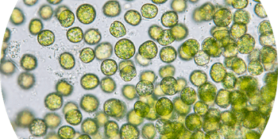 Chlorella sp, lente de visualización 40X