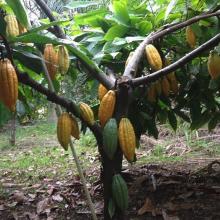 cacao