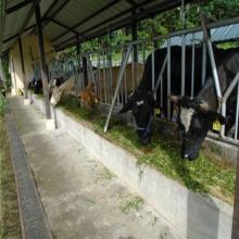 Implementación de tecnologías apropiadas para la mejora de los sistemas nutricionales bovinos