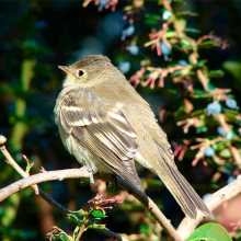 El rol de la dispersión de semillas por aves en la regeneración de los bosques estacionalmente secos del sur de Ecuador.