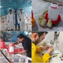 Evaluación de aceites esenciales de especies utilizadas en la etnoveterinaria en el sur del Ecuador como aditivo para sustituir el uso de antibióticos promotores de crecimiento en pollos de carne.