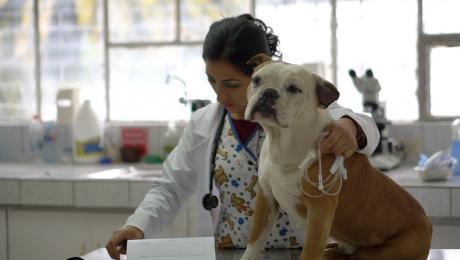 Hospital Veterinario, un espacio para la salud animal 