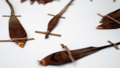 Descubren nueva especie de Racinaea (BROMELIACEAE) para el Ecuador