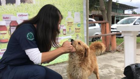 Medicina Veterinaria