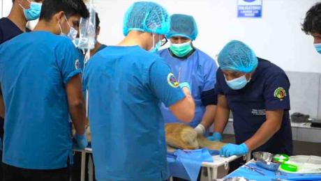 Hospital veterinario de la UNL reapertura servicios 